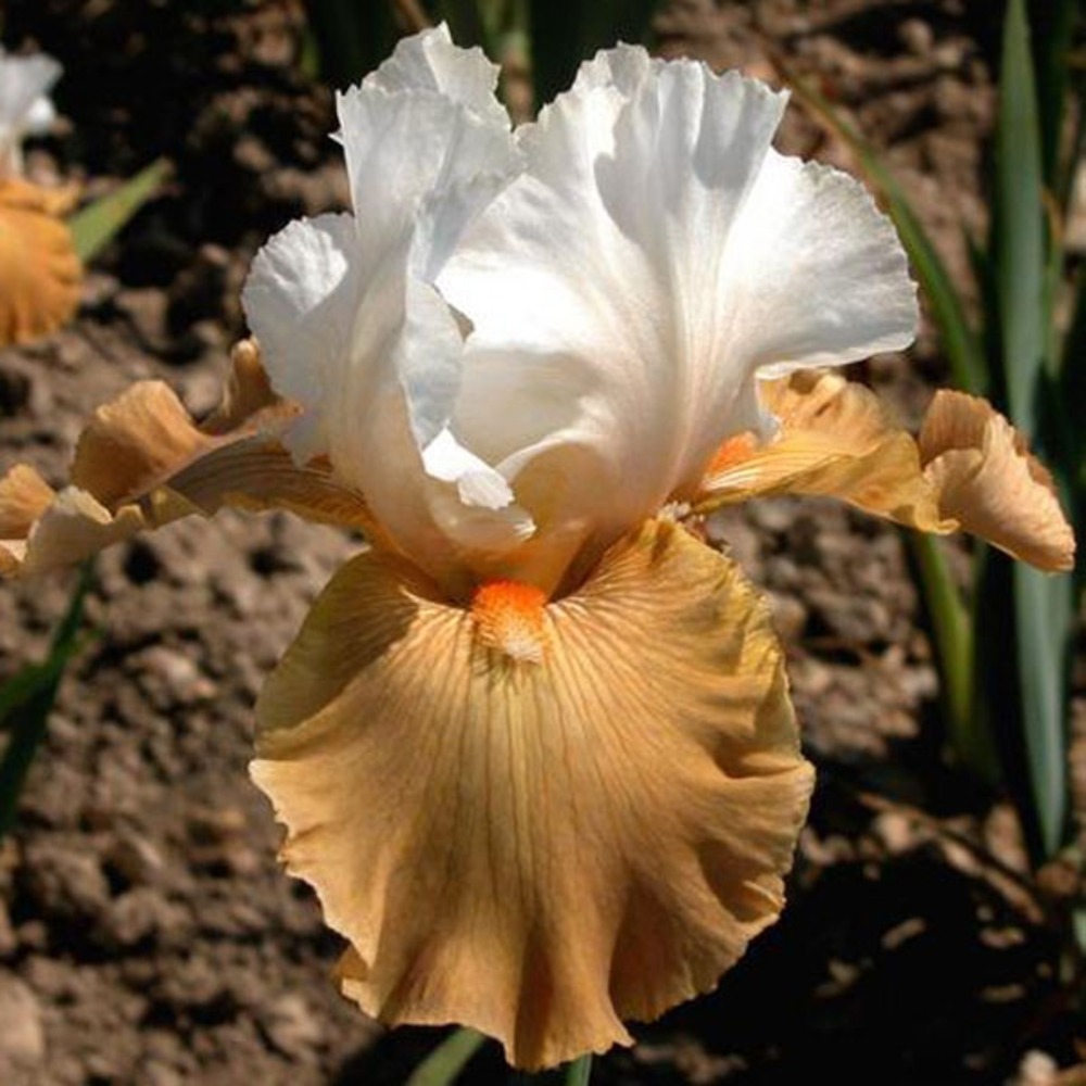 Iris des jardins 'chateau d auvers sur oise' godet de 8/9 cm