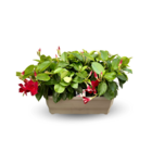 Dipladenia jardinière- plante fleurie - ↕ 30-40 cm - plante d'intérieur & extérieur - fleur rouge