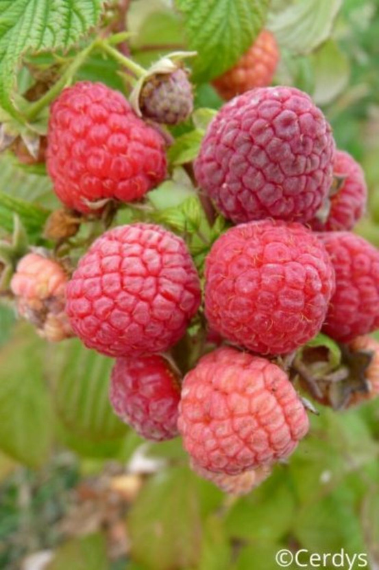 Framboisier remontant 'paris' - en pot de 1,5 litres