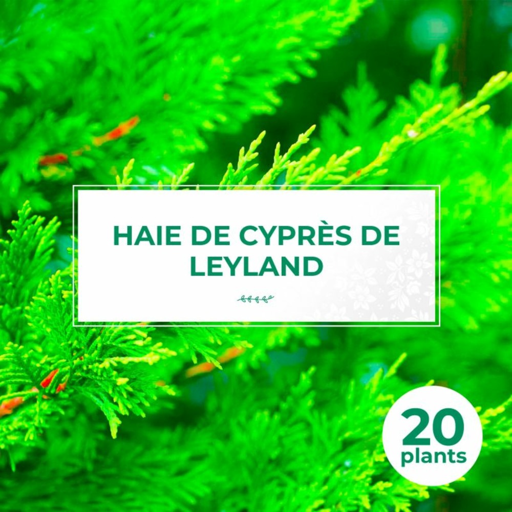 Kit Haie Cyprès De Leyland 20 Plants