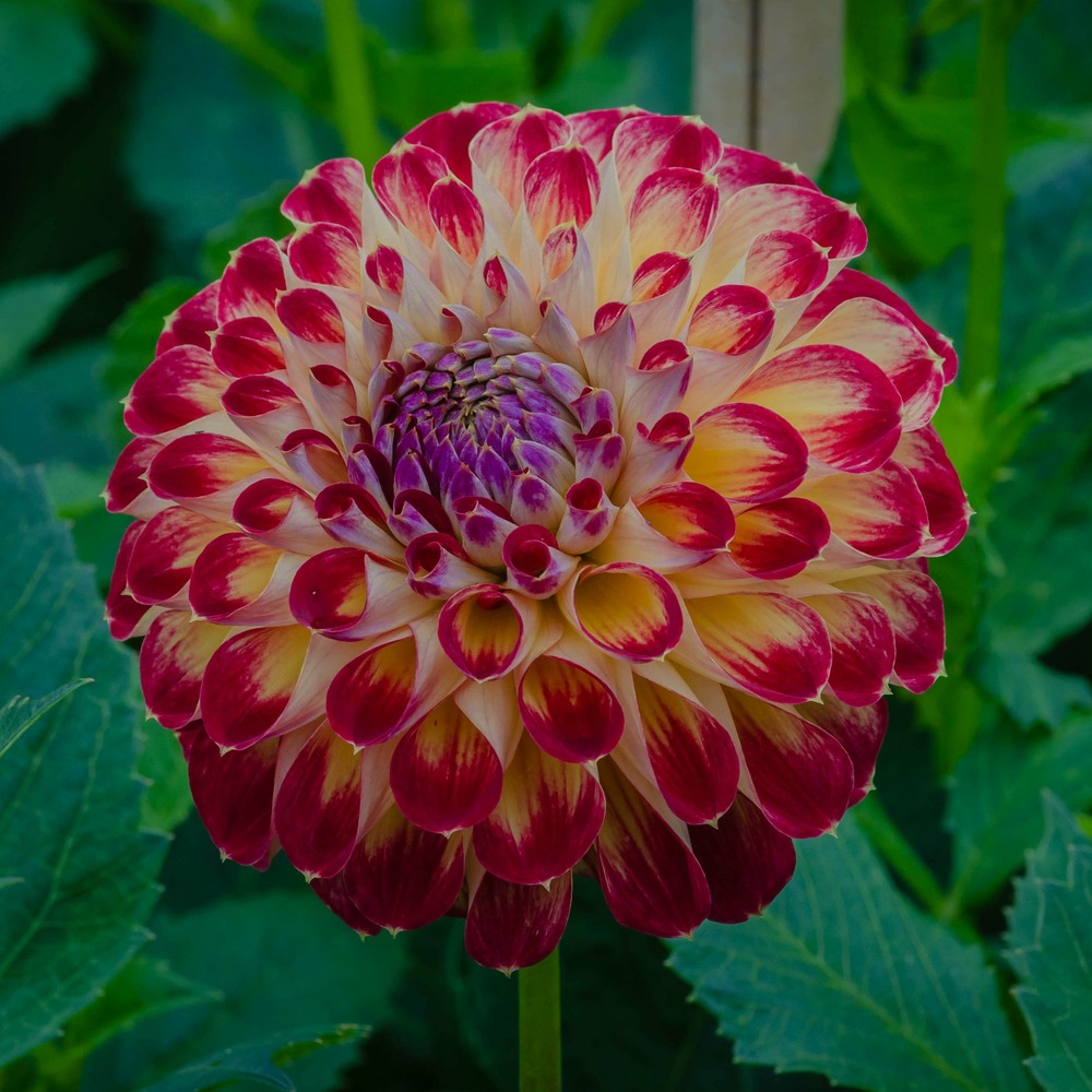 Dahlia pompon 'jowey joshua' bulbe calibre i