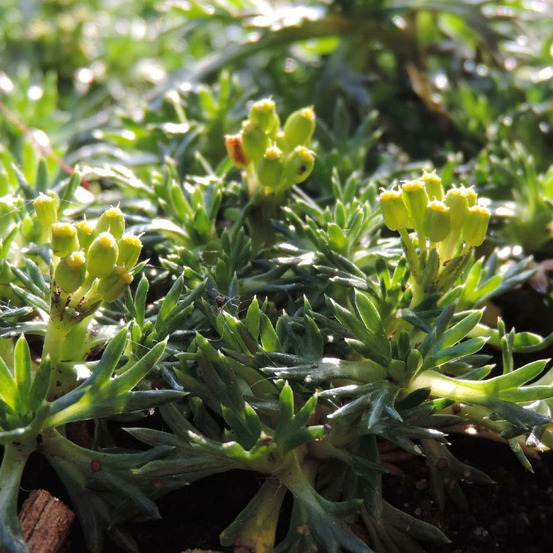Azorelle trifurcata nana godet - 5/20 cm