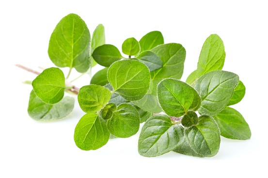 Sachet de graines d'origan , marjolaine vivace - sachet de 1,5 grammes - petite entreprise française - made in france