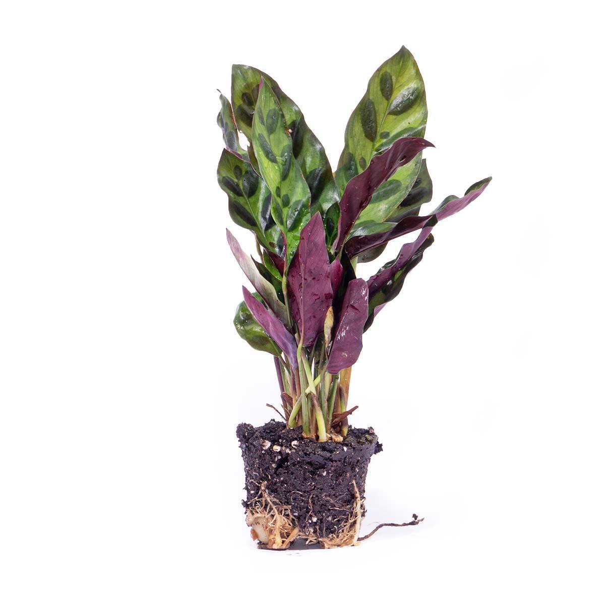 Plante d'intérieur - calathea lancifolia pour terrarium 12cm