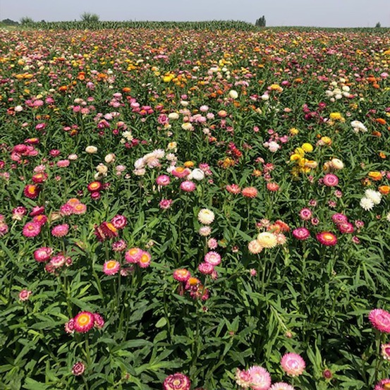 Immortelle à bractées 'moreska' le sachet de 1200 graines environ (1g)