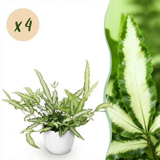 Pteris cretica albolineata - pet-friendly - plante fougère - pot de 12cm - hauteur 20-30cm - plantes d'intérieur