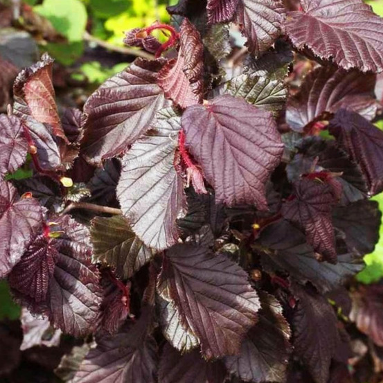 Noisetier tortueux 'red majestic'® - corylus avellana 'red majestic' - 30-40 cm pot