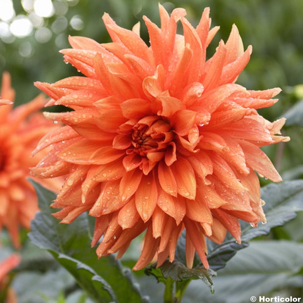 Dahlia géant décoratif 'life force' bulbe calibre i