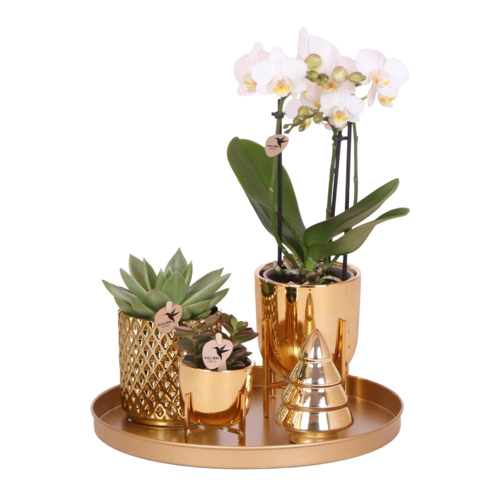 Set de plantes luxury gold - set de plantes vertes orchidée phalaenopsis blanche et succulentes