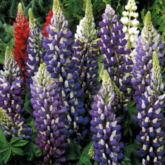 6 x lupin 'the governor' - lupinus 'the governor' - godet 9cm x 9cm