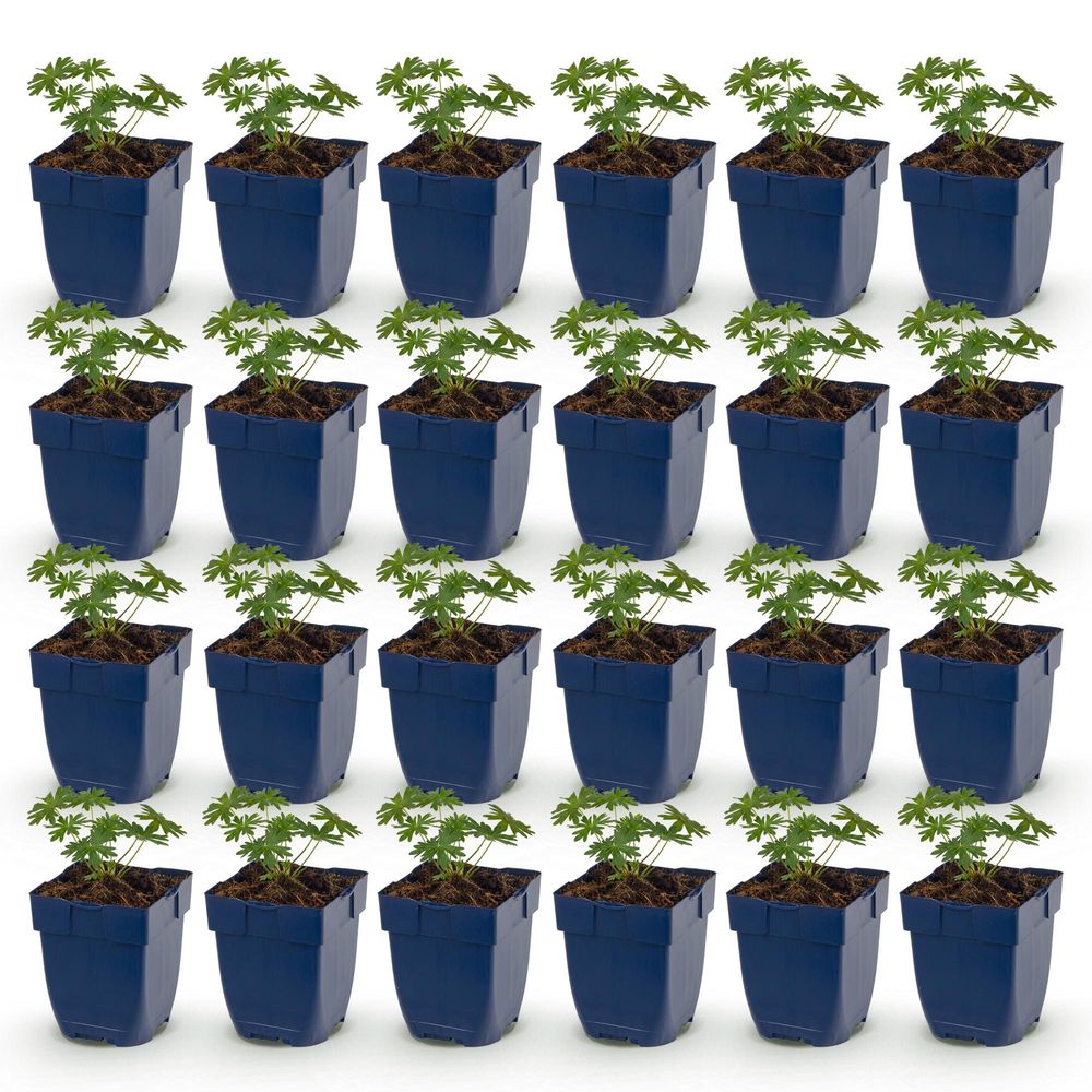 Géranium sanguin album - 24 plants - h 15-25 cm, pot ø11 cm