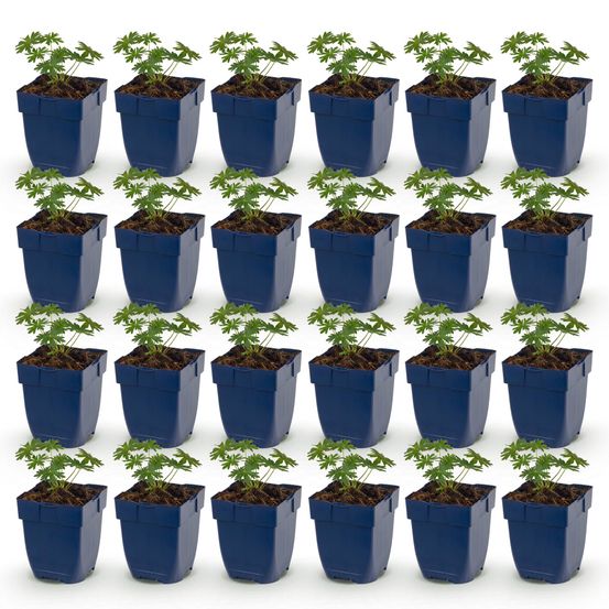 Géranium sanguin album - 24 plants - h 15-25 cm, pot ø11 cm