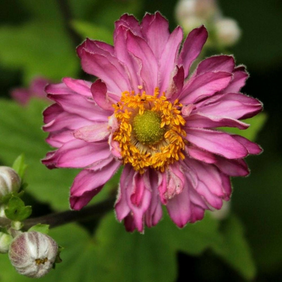 Anémone du japon pamina lot de 9 godets