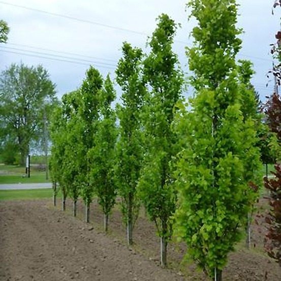 Fagus sylvatica 'dawyck' pot de 4l/5l