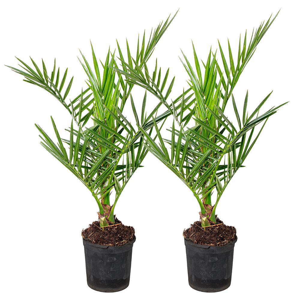 Lot de 2 - phoenix canariensis - palmier dattier des canaries - 50-70 cm de haut - pot 15 cm