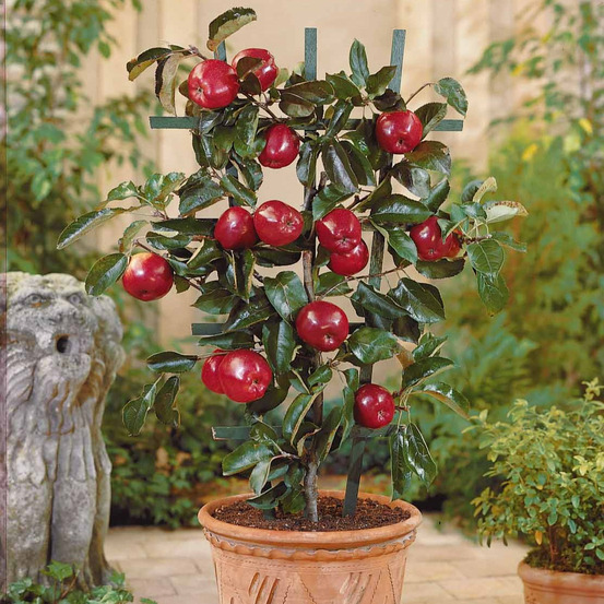 Mini-pommier braeburn - le pot / hauteur livrée 50-70cm, vendu par lot de 2