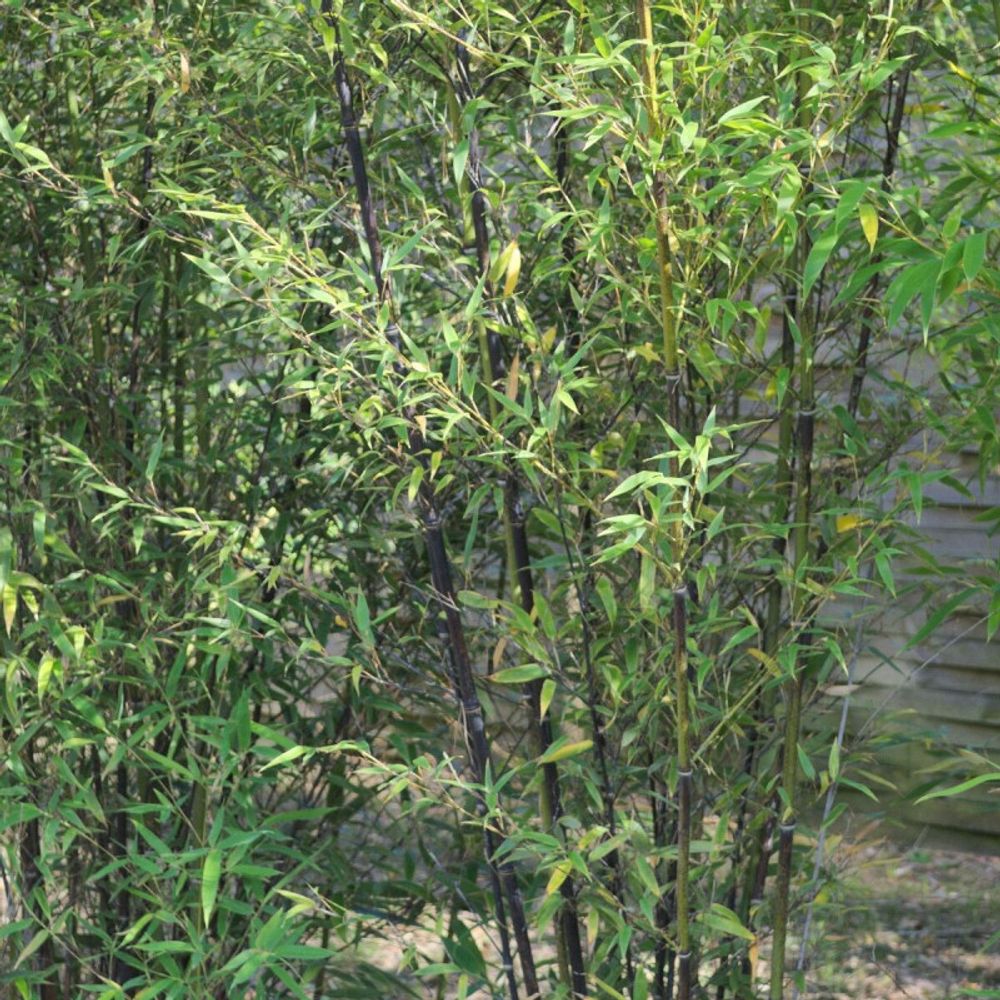 Bambou noir, phyllostachys pot de 25l - 175/200