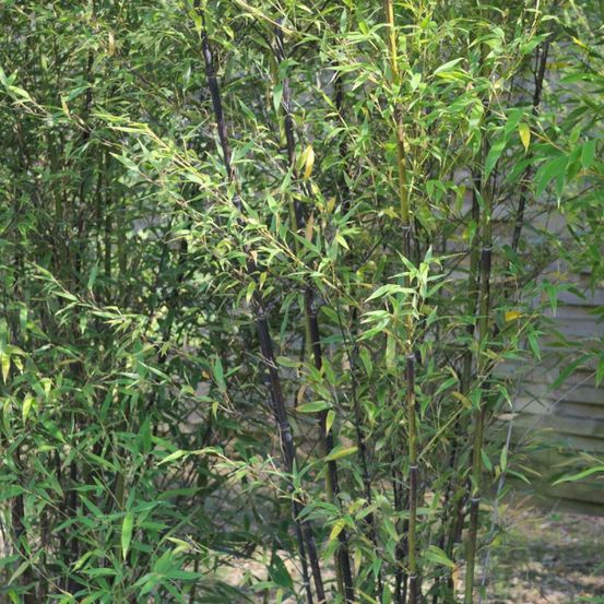 Bambou noir, phyllostachys pot de 25l - 175/200