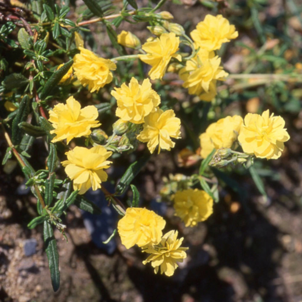 Hélianthème sulphureum plenum godet - 5/20 cm