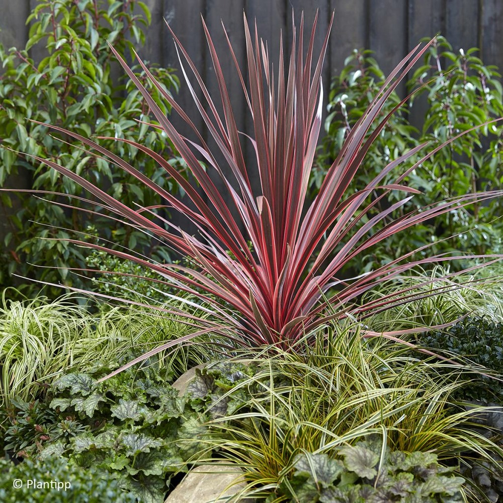 Cordyline australe 'charlie boy' pot de 4l/5l