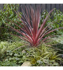 Cordyline australe 'charlie boy' pot de 4l/5l