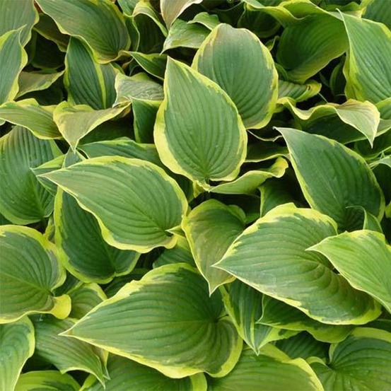 Hosta montana 'yellow river' pot de 1,5l/2l