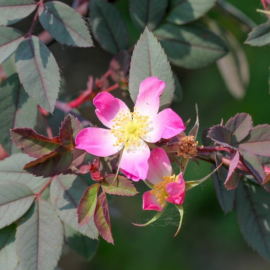 Rosier glauca - le pot / 3l / hauteur livrée 15-40cm