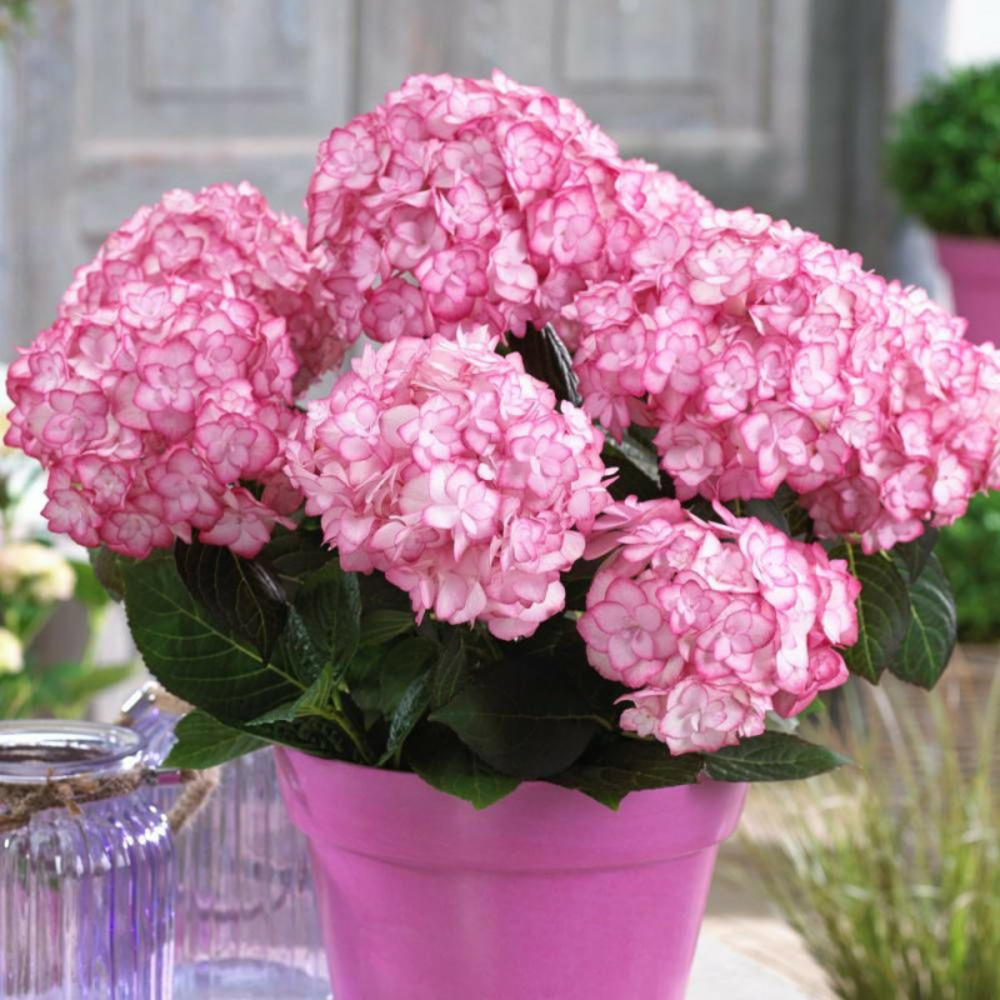 Hortensia you&me® miss saori 'h2002', hydrangea macrophylla pot de 1,5l - 20/40 cm