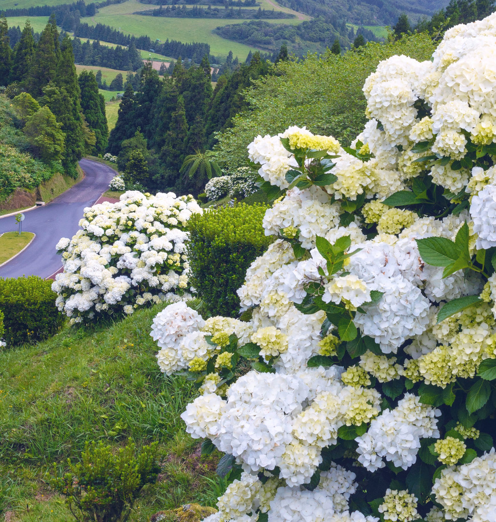 Hortensia - hydrangea macrophylla immaculata pot de 2l/3l