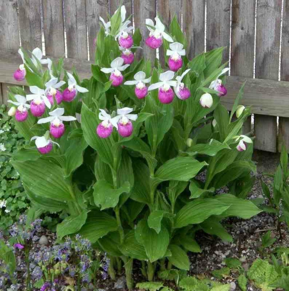 Cypripedium reginae (orchidées terrestres) pot de 1 litre - 0/80 cm