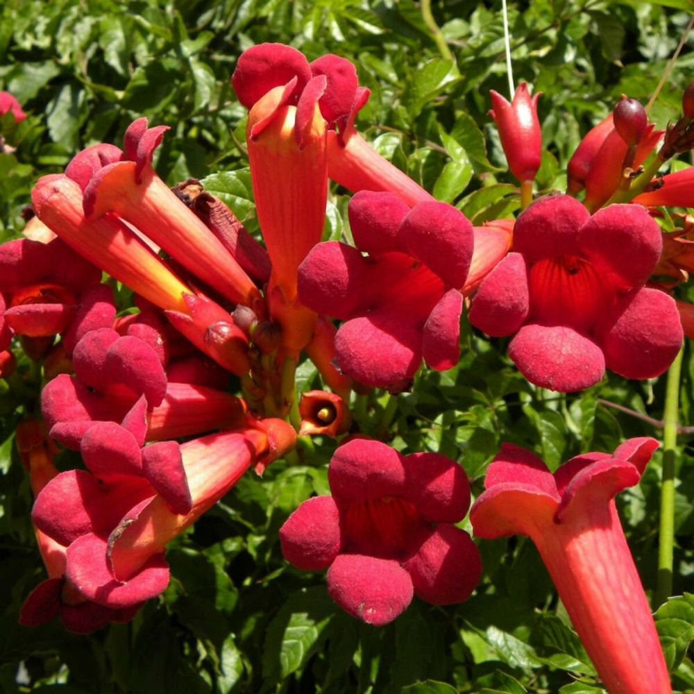 Bignone atropurpurea pot de 3l - echelle bambou 60/120 cm