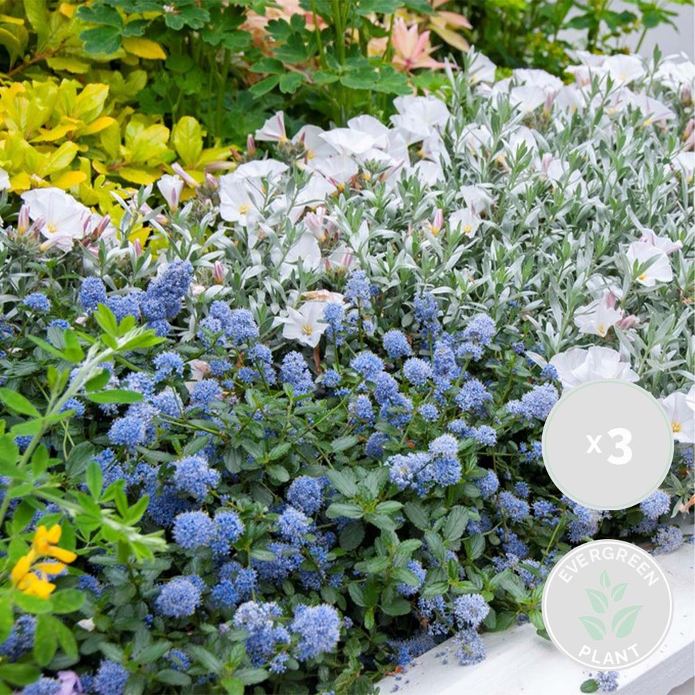 Truffaut Plantes Exterieur