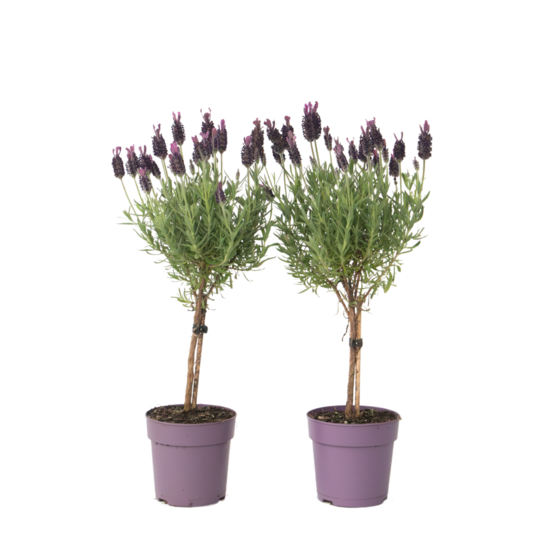 Lavande vraie - set de 2 - lavandula stoechas 'anouk' - hauteur 30-40cm - ⌀12cm