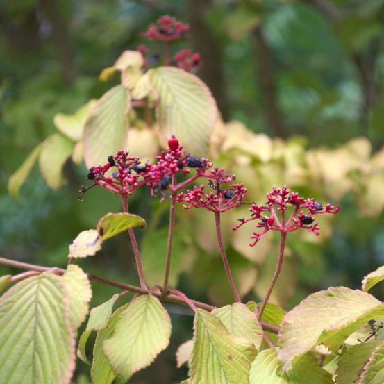 Viorne de chine mariesii, viburnum pot de 7,5l - 40/60 cm
