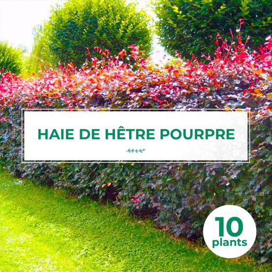 KIT HAIE HETRE POURP 20P GF400-(766712)
