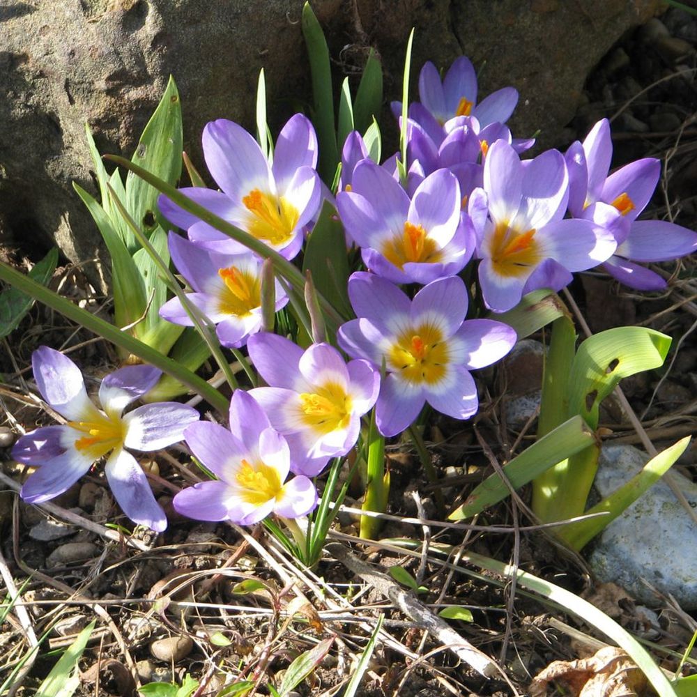 Crocus sieberi 'tricolor' bulbe calibre 6+ (par 25)