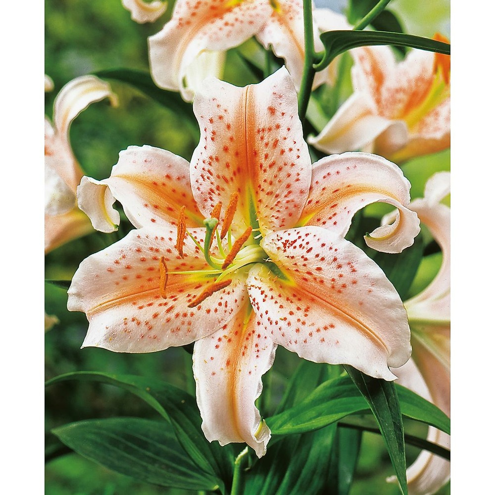 Lys oriental salmon star