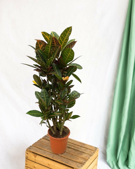 Codiaeum croton petra 100cm - plante d'intérieur