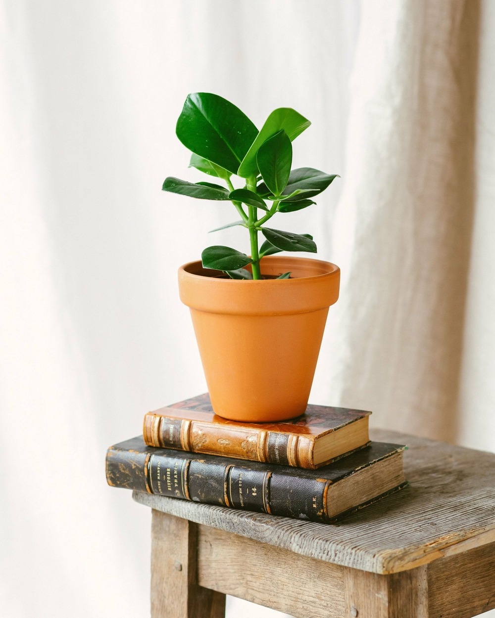 Clusia princess 15cm - plante d'intérieur