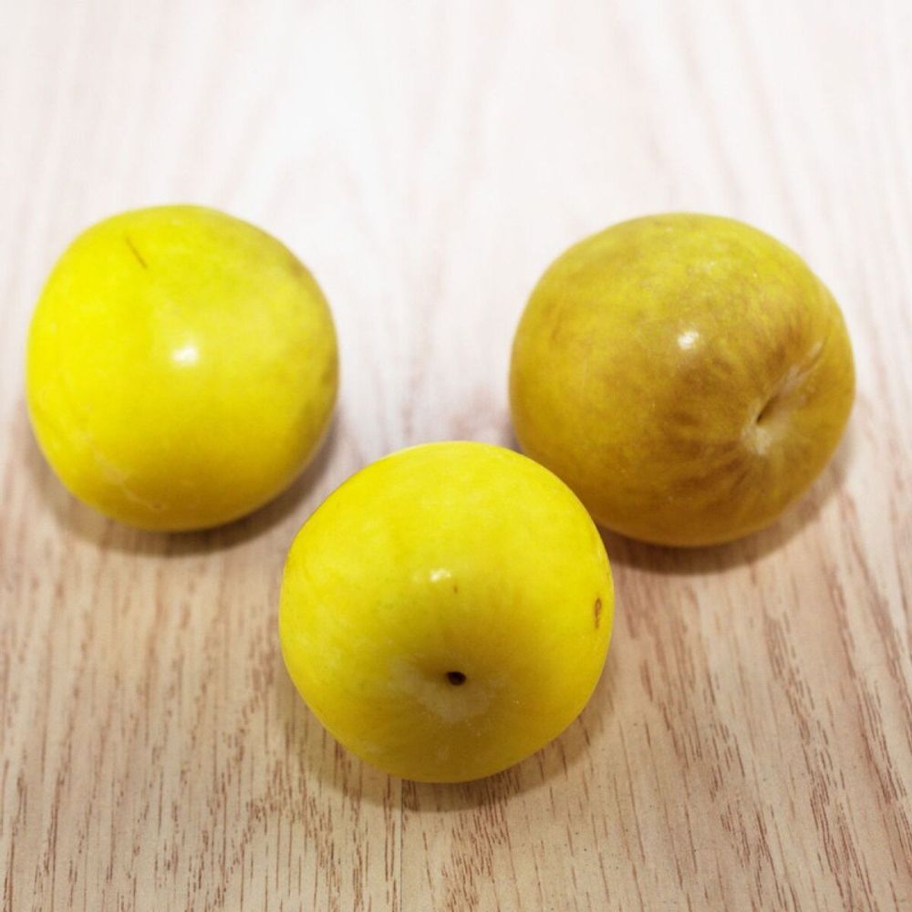 Prunier mirabelle de metz pot de 15l - 1/2 tige - 150/175 cm