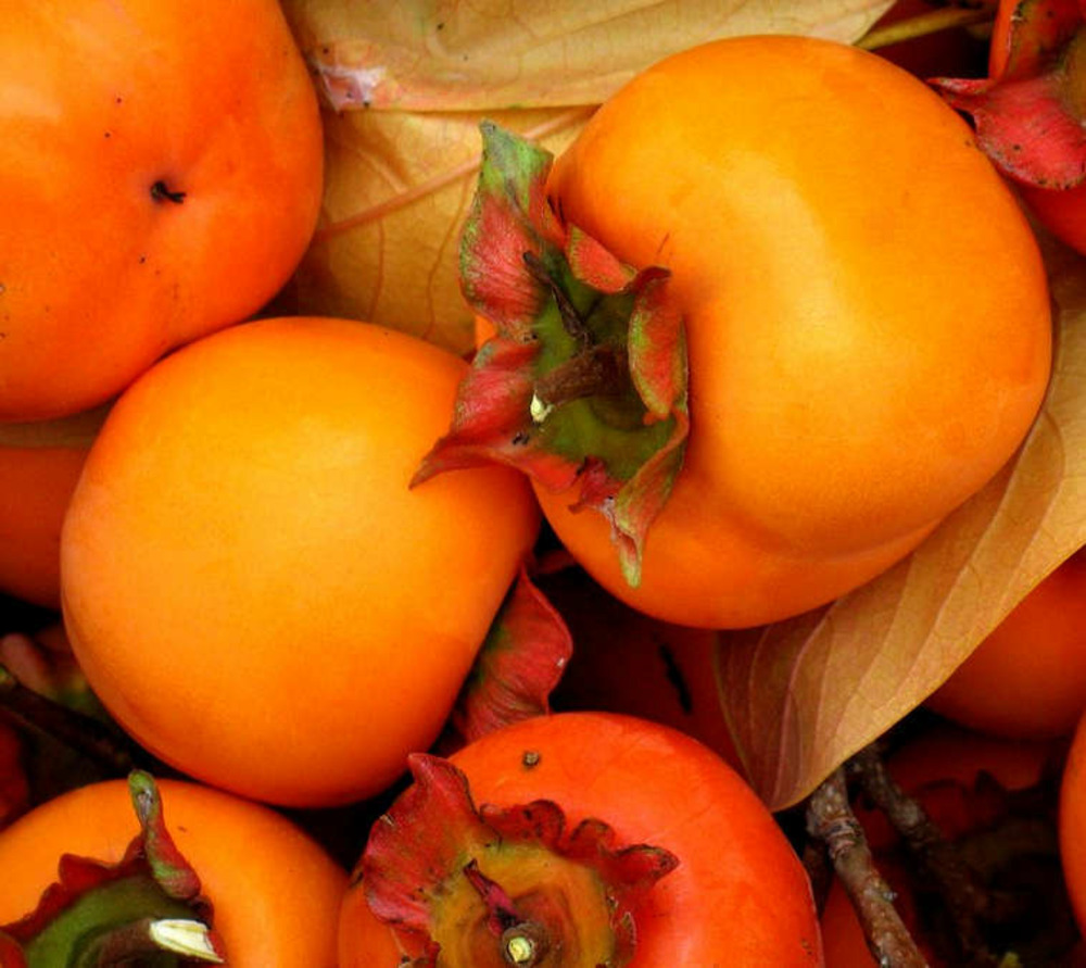 Diospyros kaki var.sharoni (plaqueminier productif, fruit sucré et juteux)- pot de 9 litres -140/160 cm