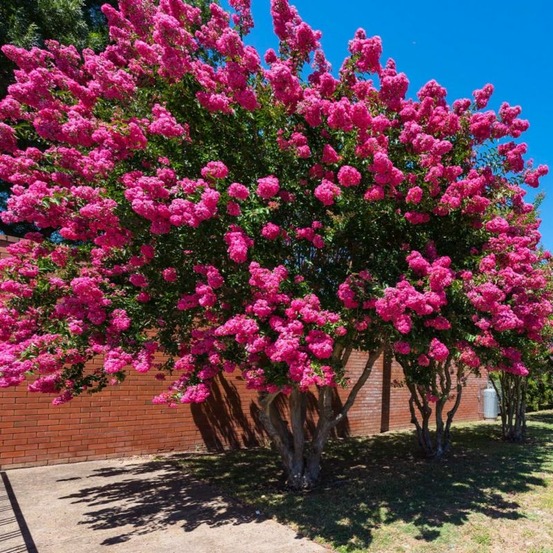 Lilas des indes rose (lagerstroemia indica)