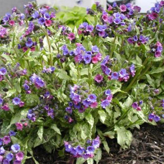 6 x pulmonaire 'smokey blue' - pulmonaria 'smokey blue' - godet 9cm x 9cm
