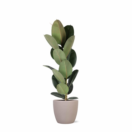 Ficus elastica robusta et son pot taupe - hauteur 90cm