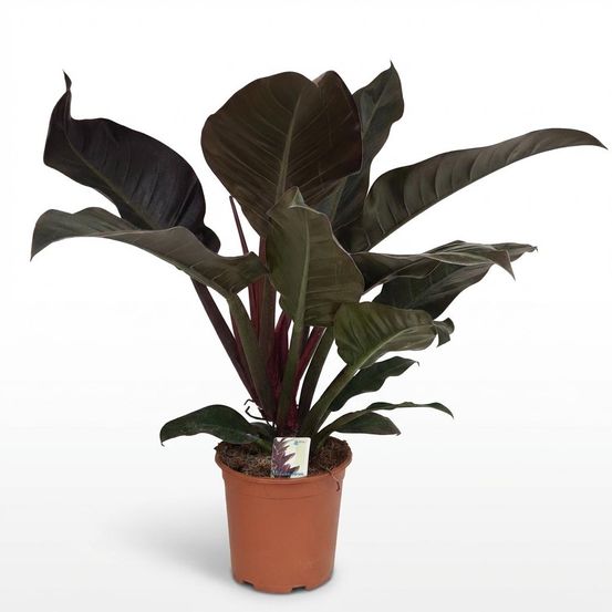 Philodendron imperial red - pot de 19cm - hauteur 60cm - plantes d'intérieur