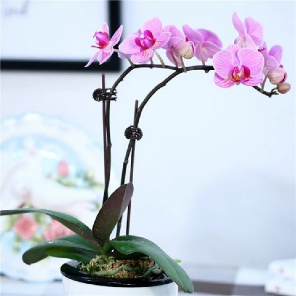 Supports pour orchidées papillon support 40cm 10 pièces dtopbuyage