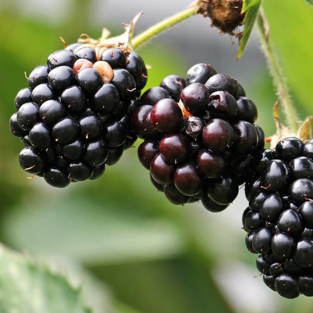 Mûre little black prince® pot de 3l - echelle bambou 60/120 cm