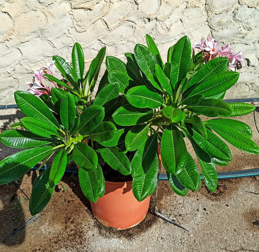 Plumeria obtusa (frangipanier) pot de 15l - 60/80cm