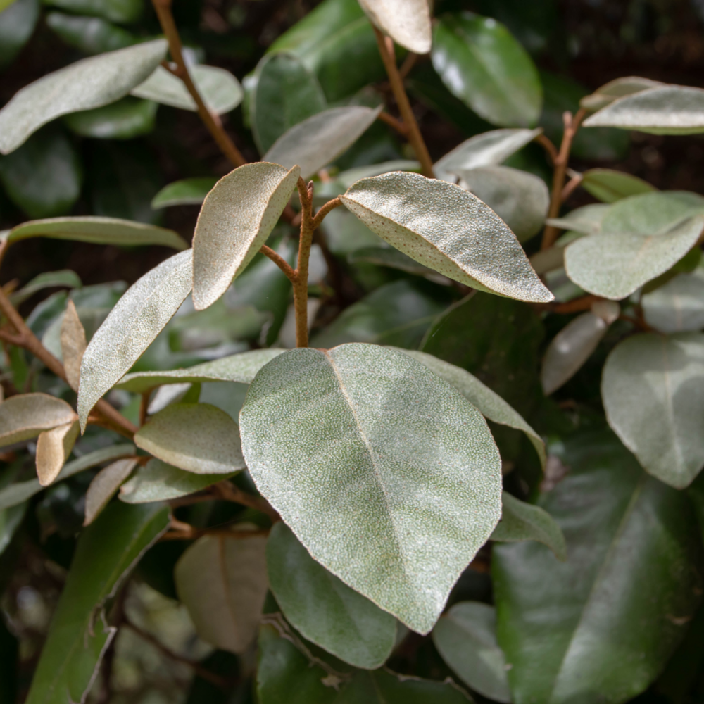 Chalef viveleg - elaeagnus ebbingei viveleg 30cm en pot