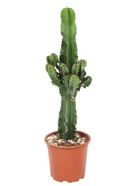 Euphorbia ingens - cowboy cactus - pot 17cm - hauteur 50-60cm